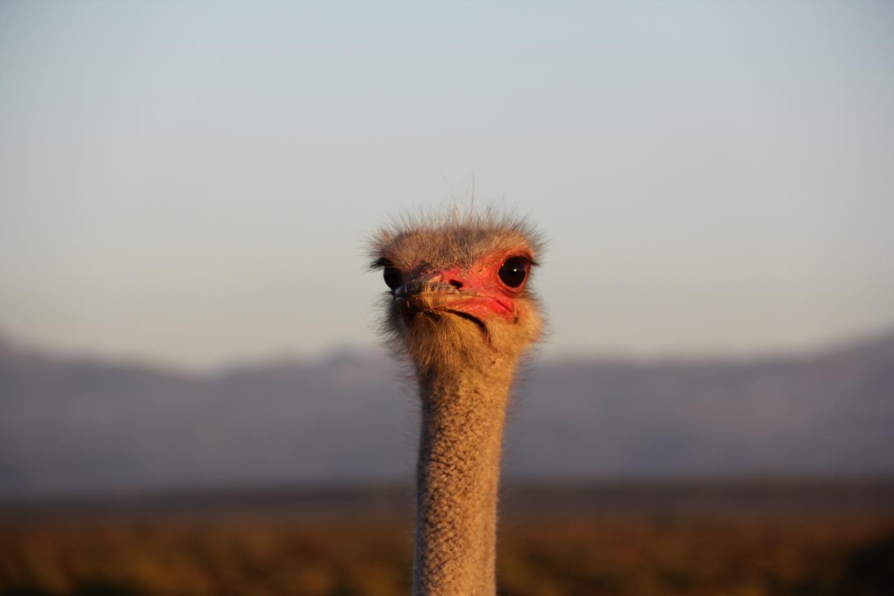 Bakenskraal Ostrich Palace Oudtshoorn Buitenkant foto