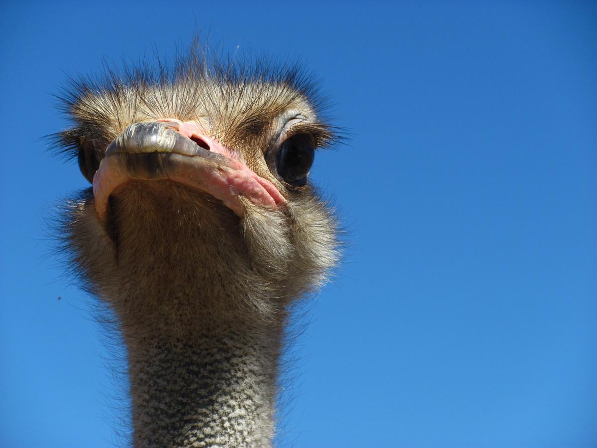 Bakenskraal Ostrich Palace Oudtshoorn Buitenkant foto